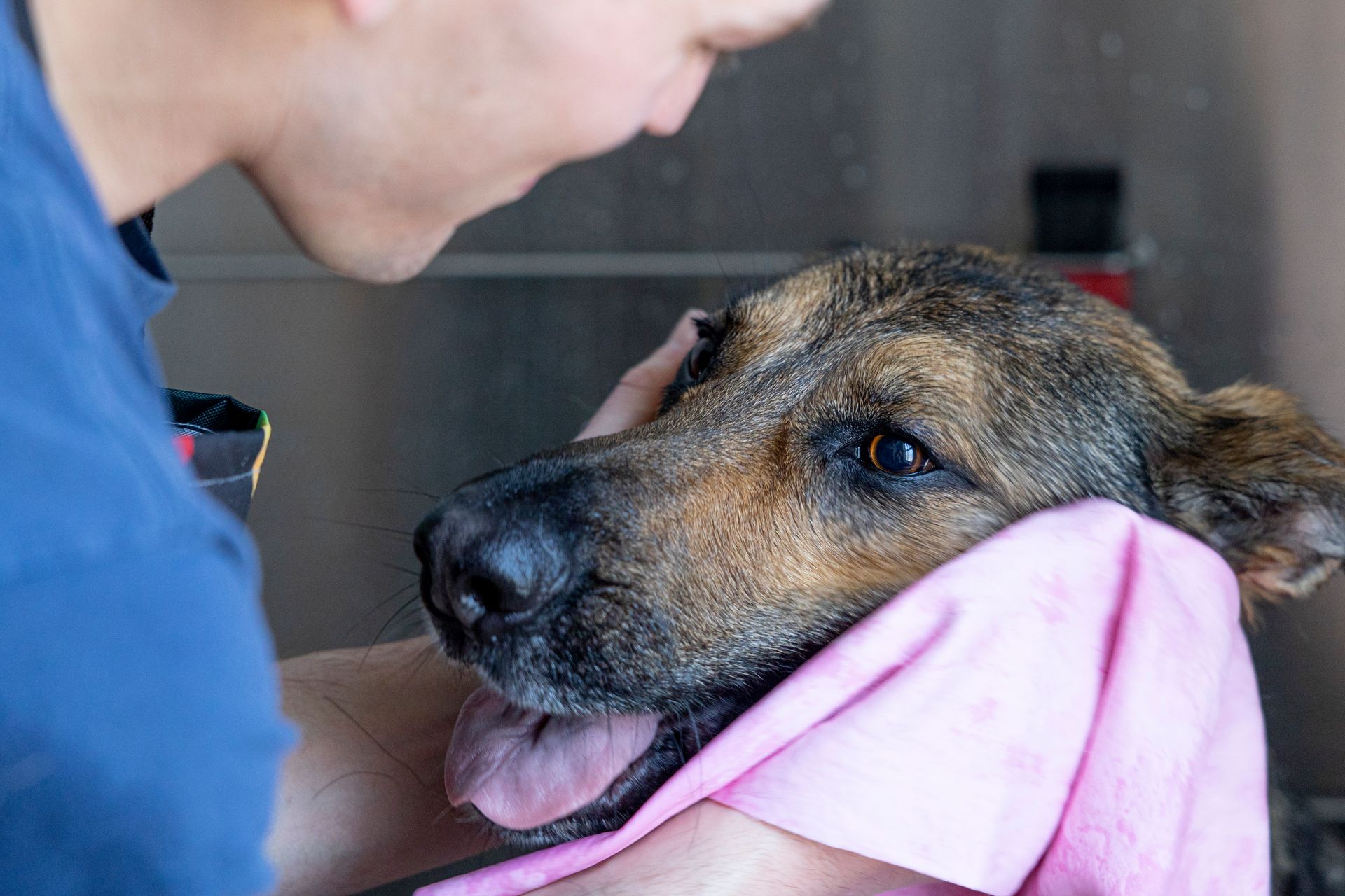 Sudzee Pups Dog Grooming in Hicksville