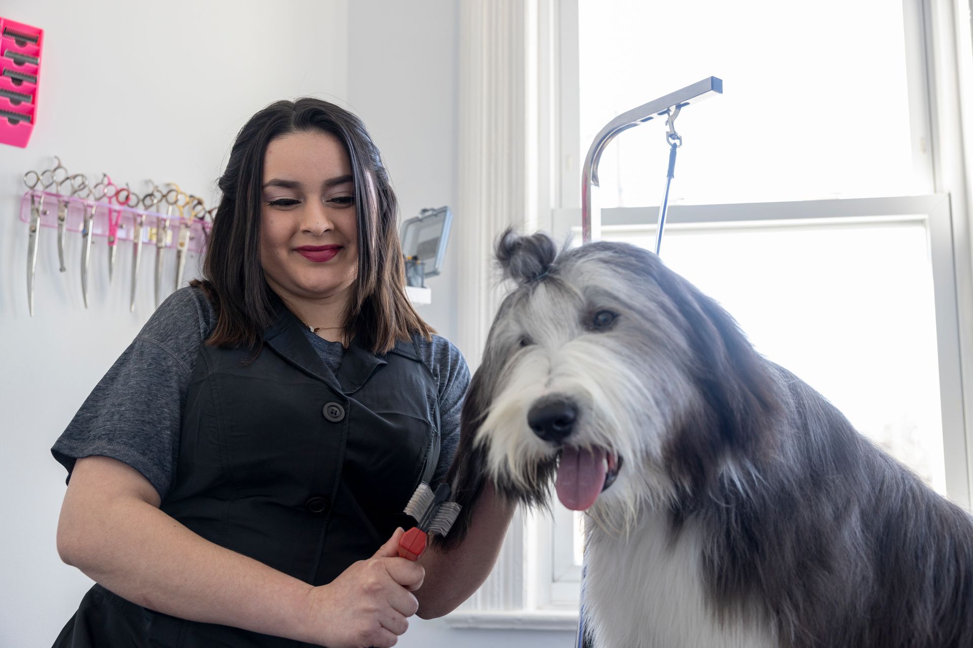 Sudzee Pups Dog Grooming in Hicksville