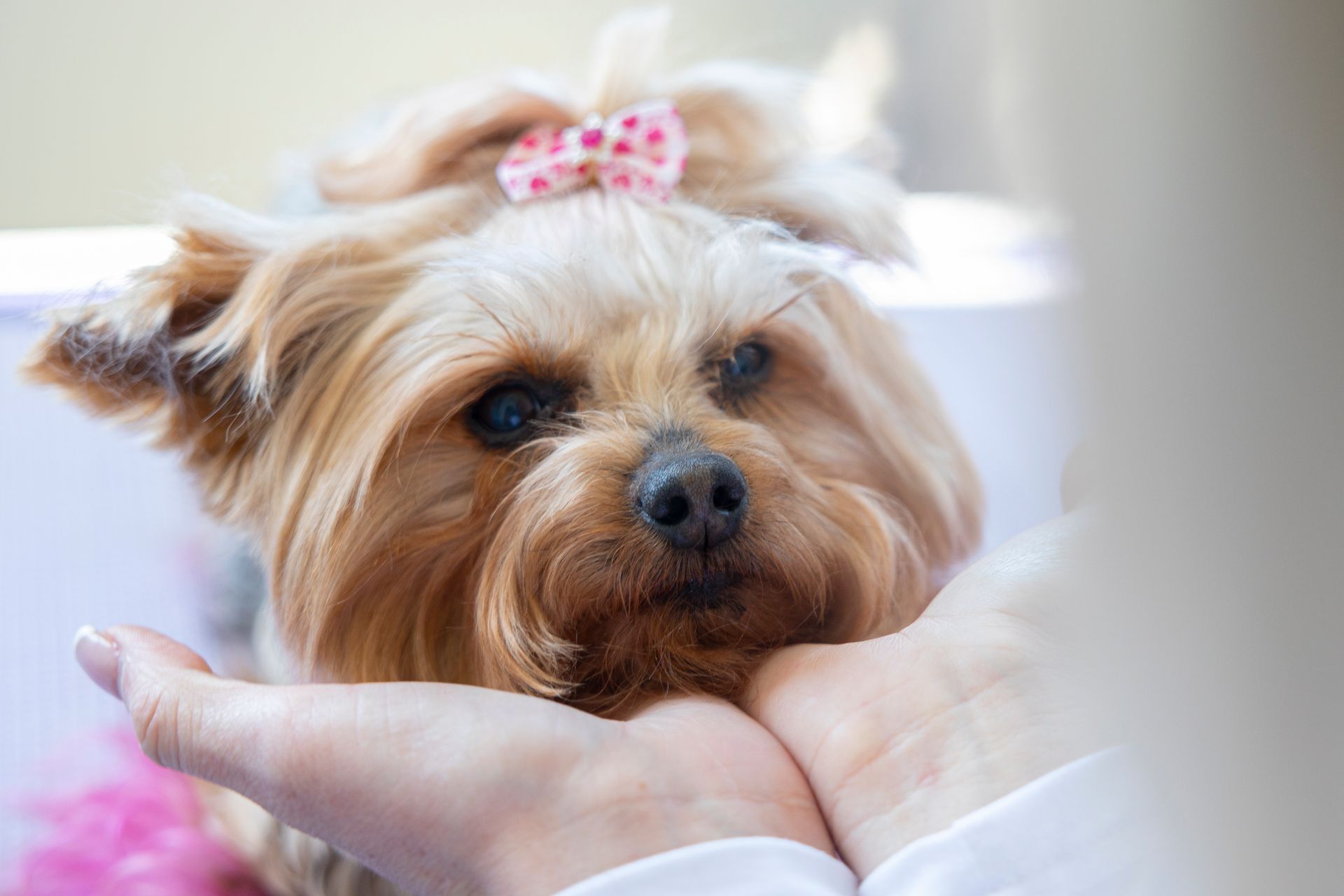 Sudzee Pups Dog Grooming in Hicksville