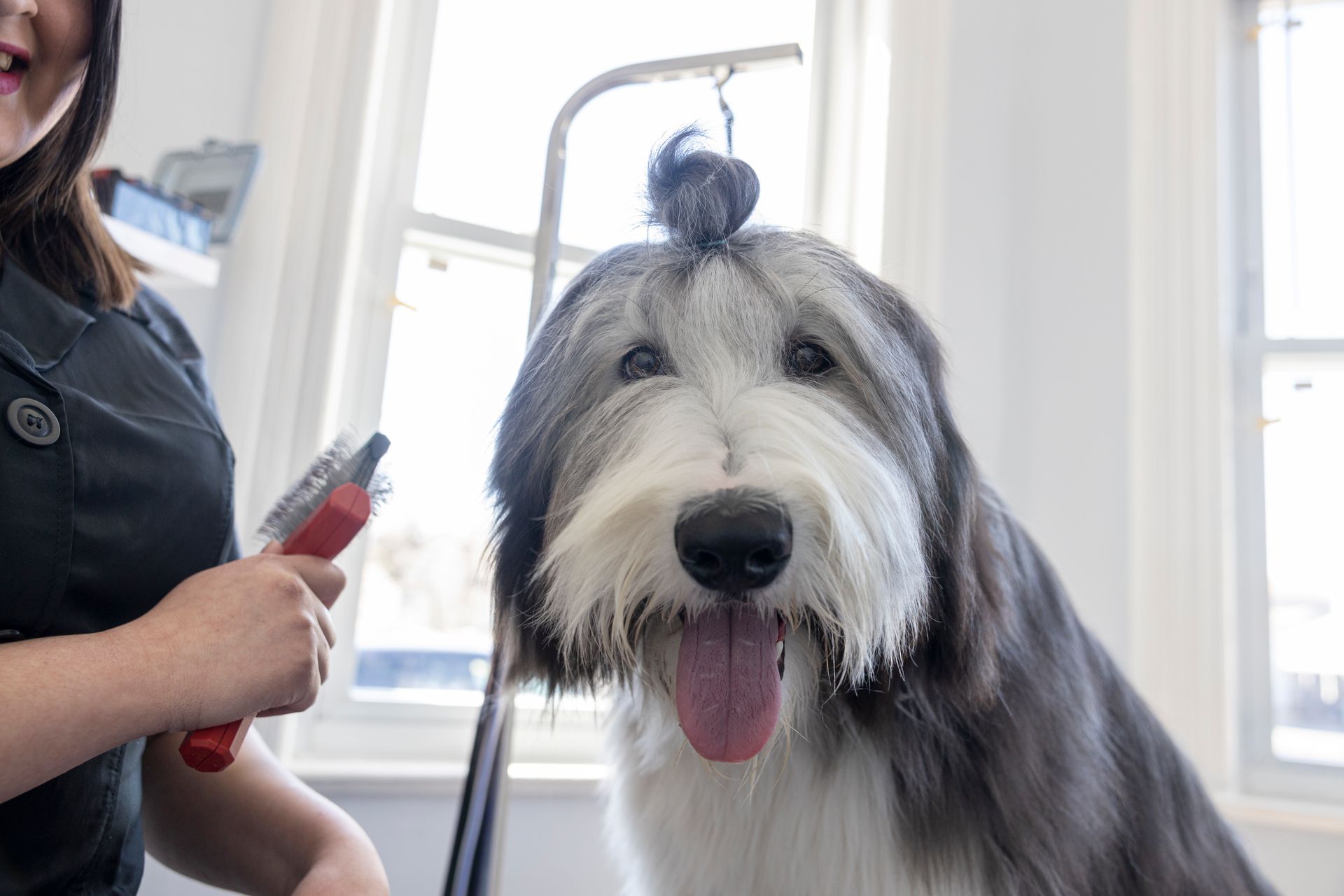 Sheepdog Showing off his top knot