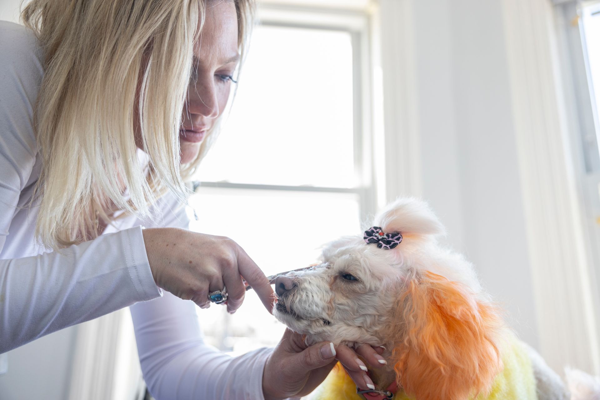 Poodle Getting Face Trim