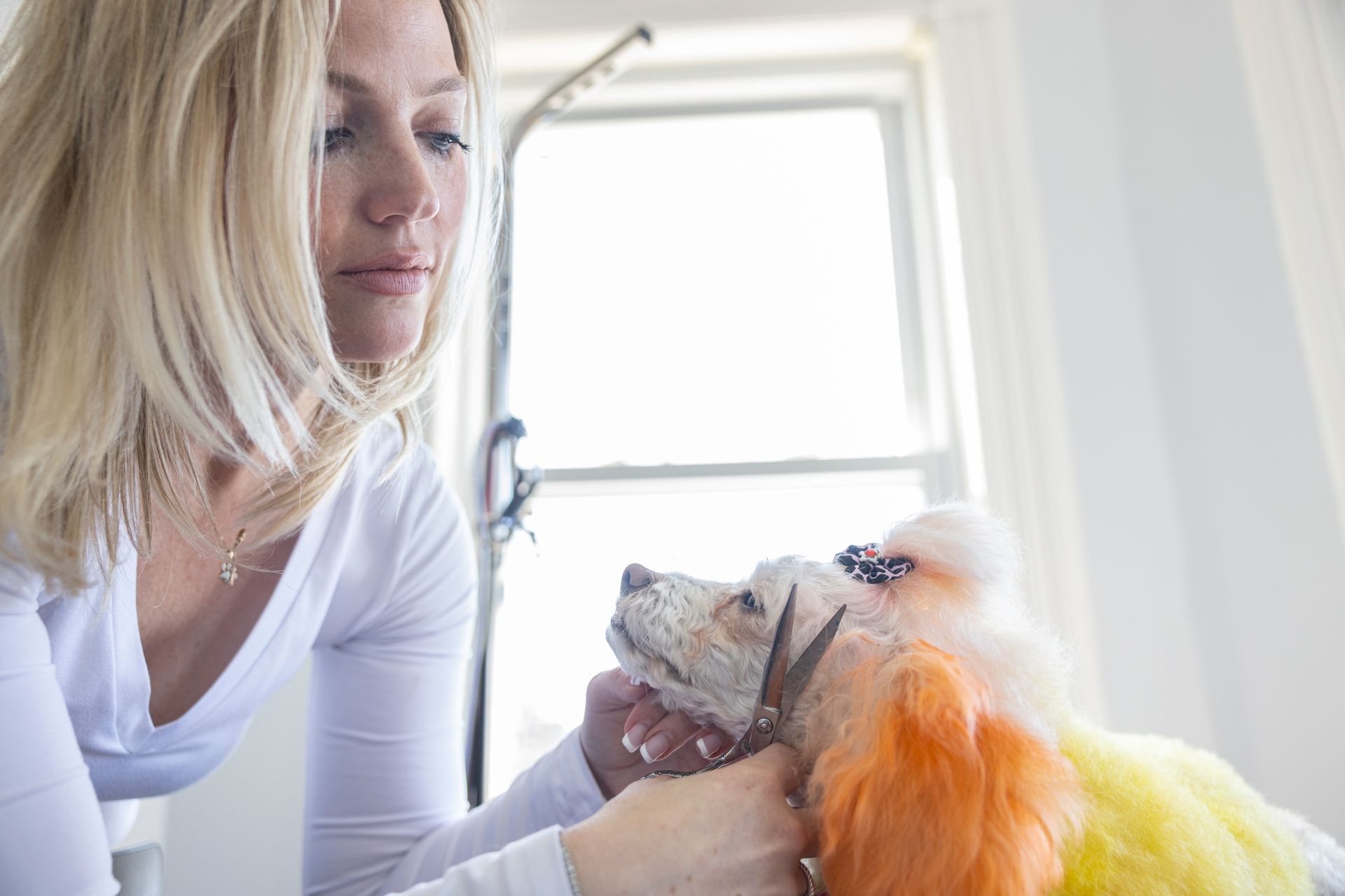 Poodle Getting Face Trimmed