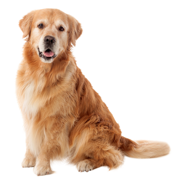 Picture of dog Picture of dog