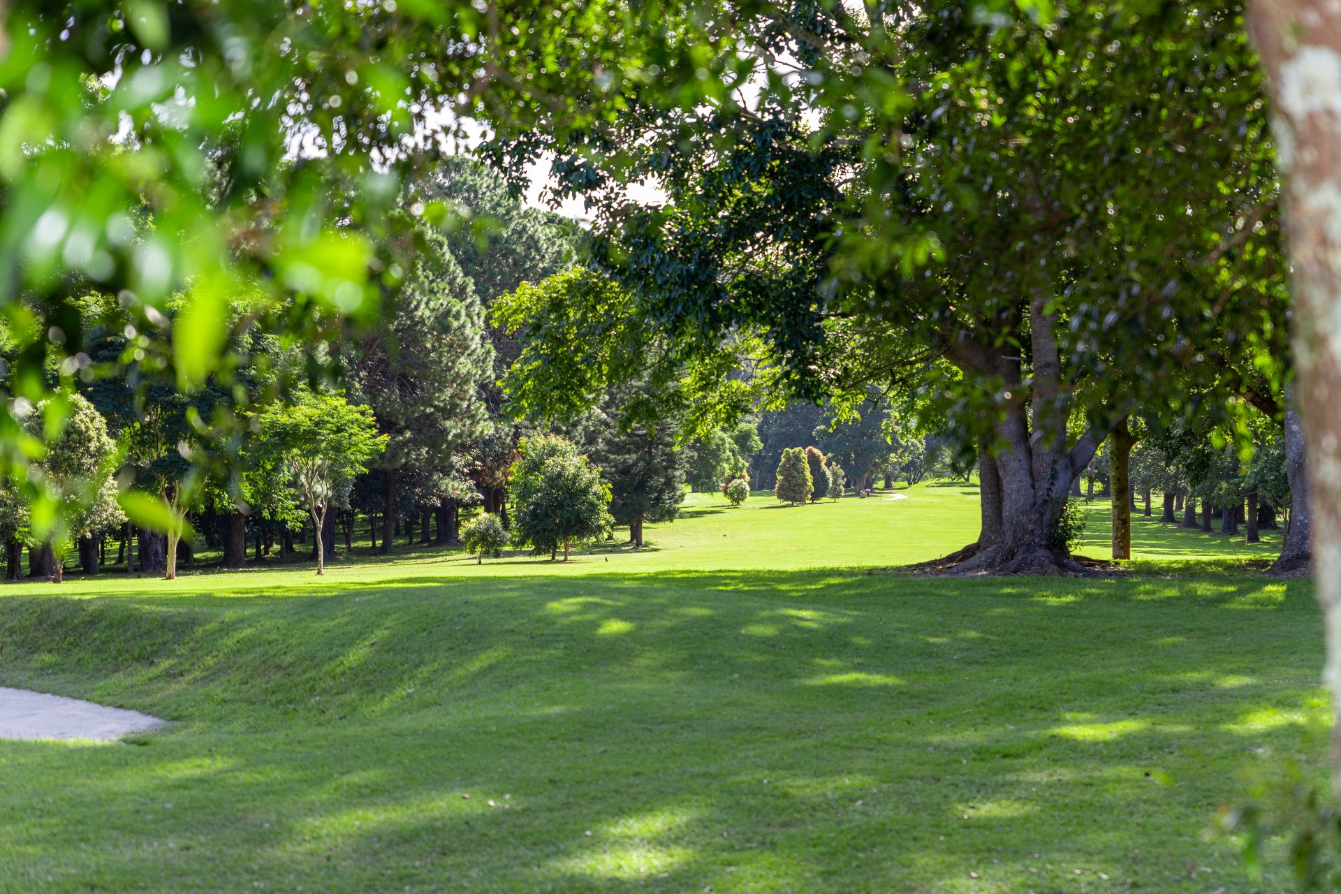Membership Tamborine Mtn Golf Club Join us today!