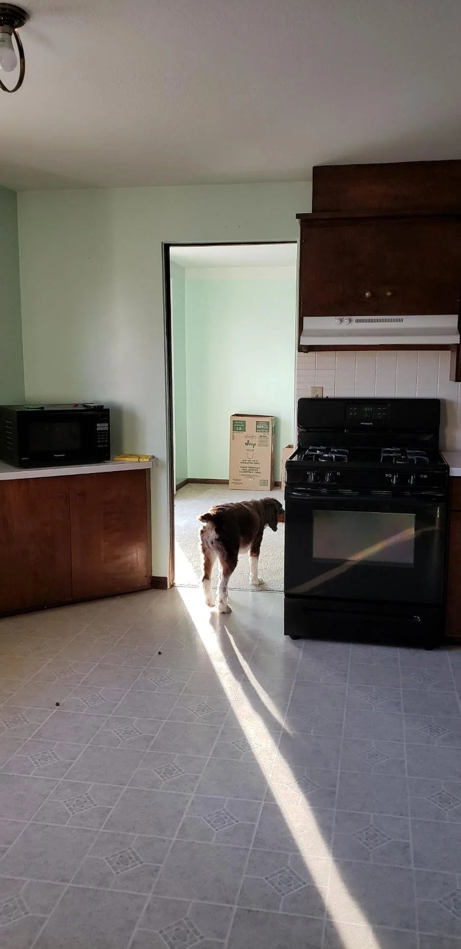 Dog standing in a sunlit kitchen doorway beside a stove and cabinets