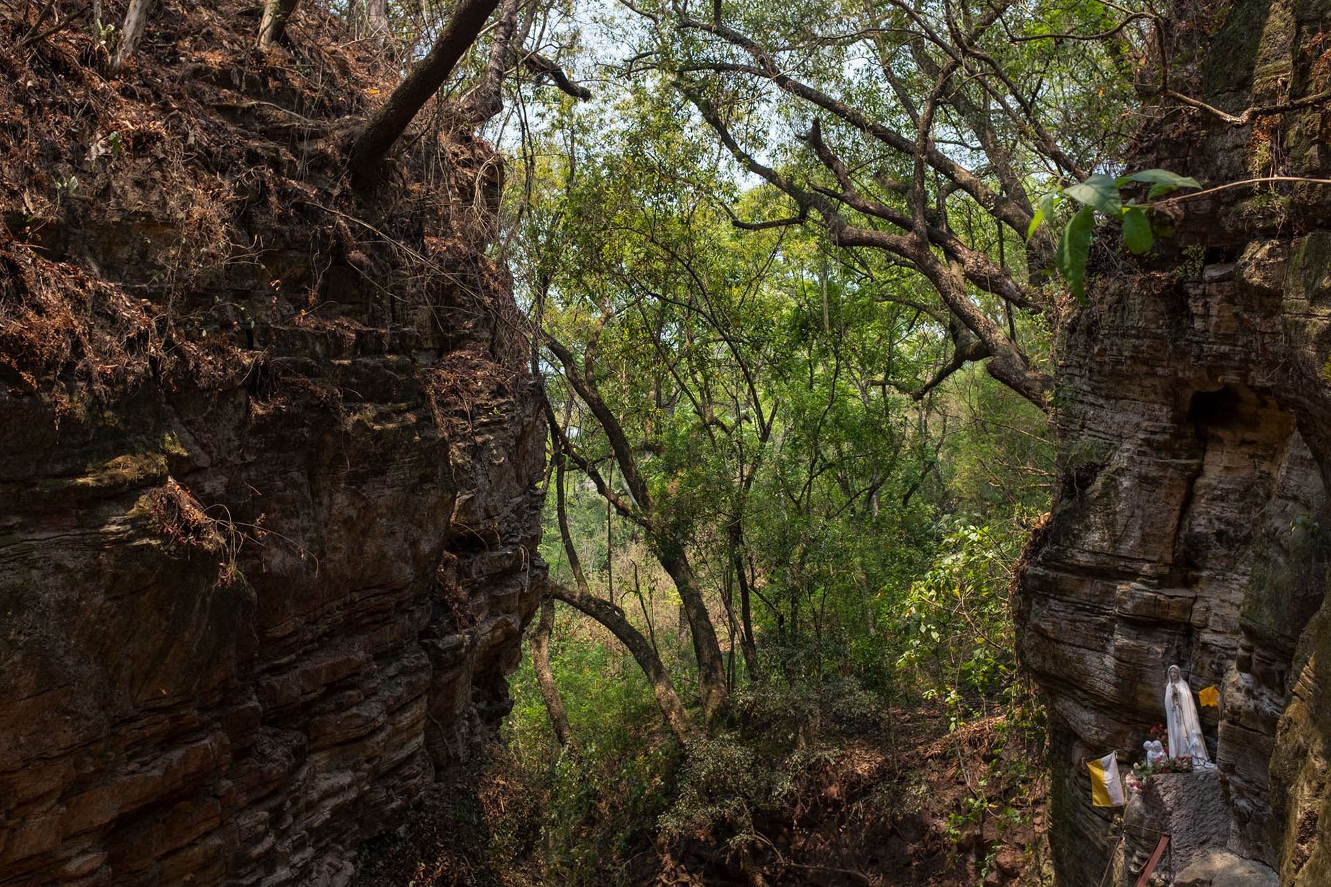 A person is standing in the middle of a forest.