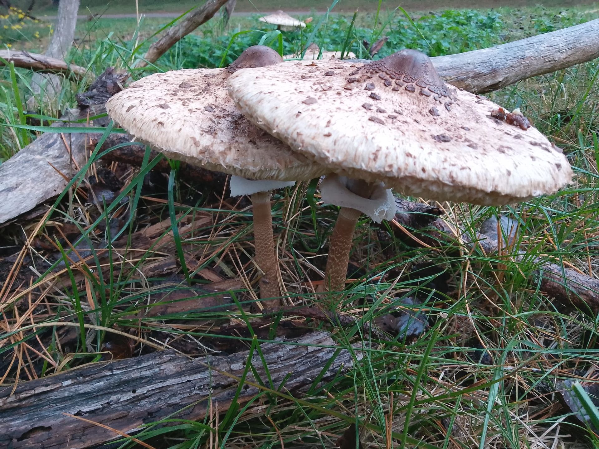 Paddenstoelen uitgestrekt