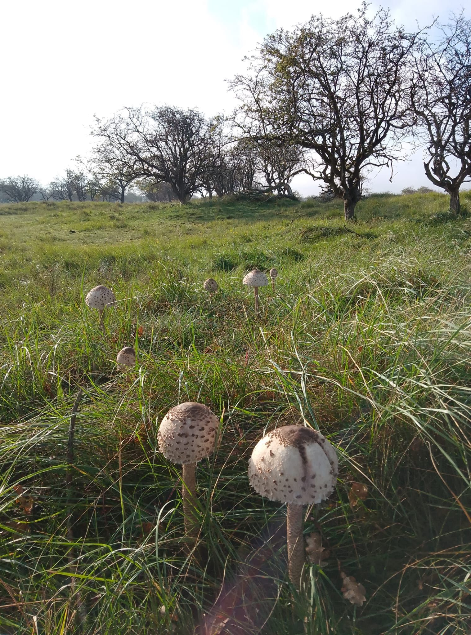 Paddenstoelen bol