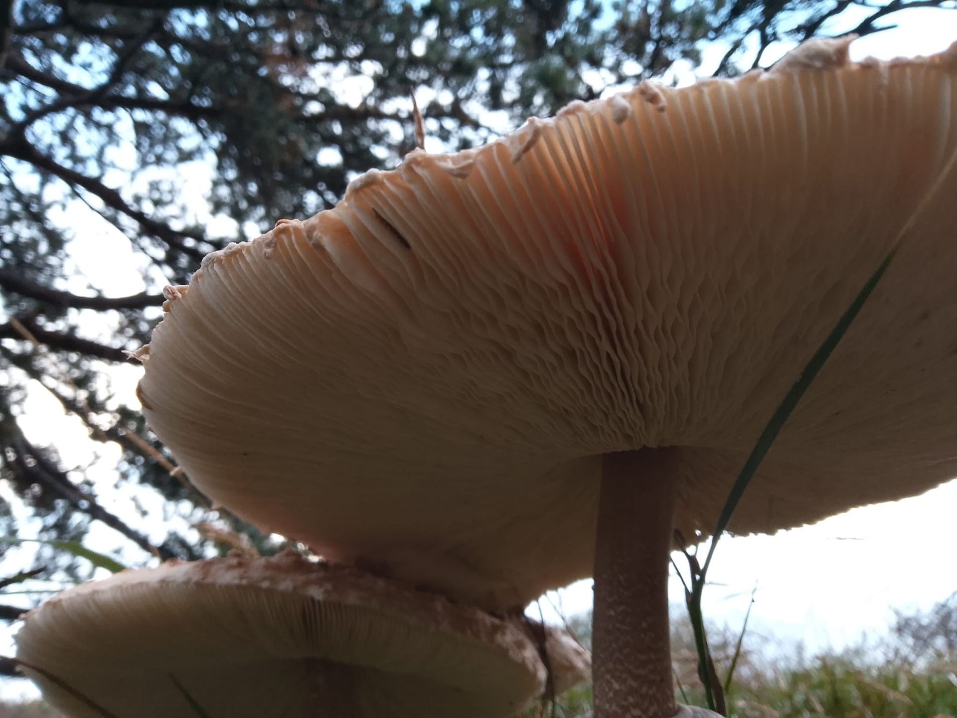 Sporen Paddenstoel