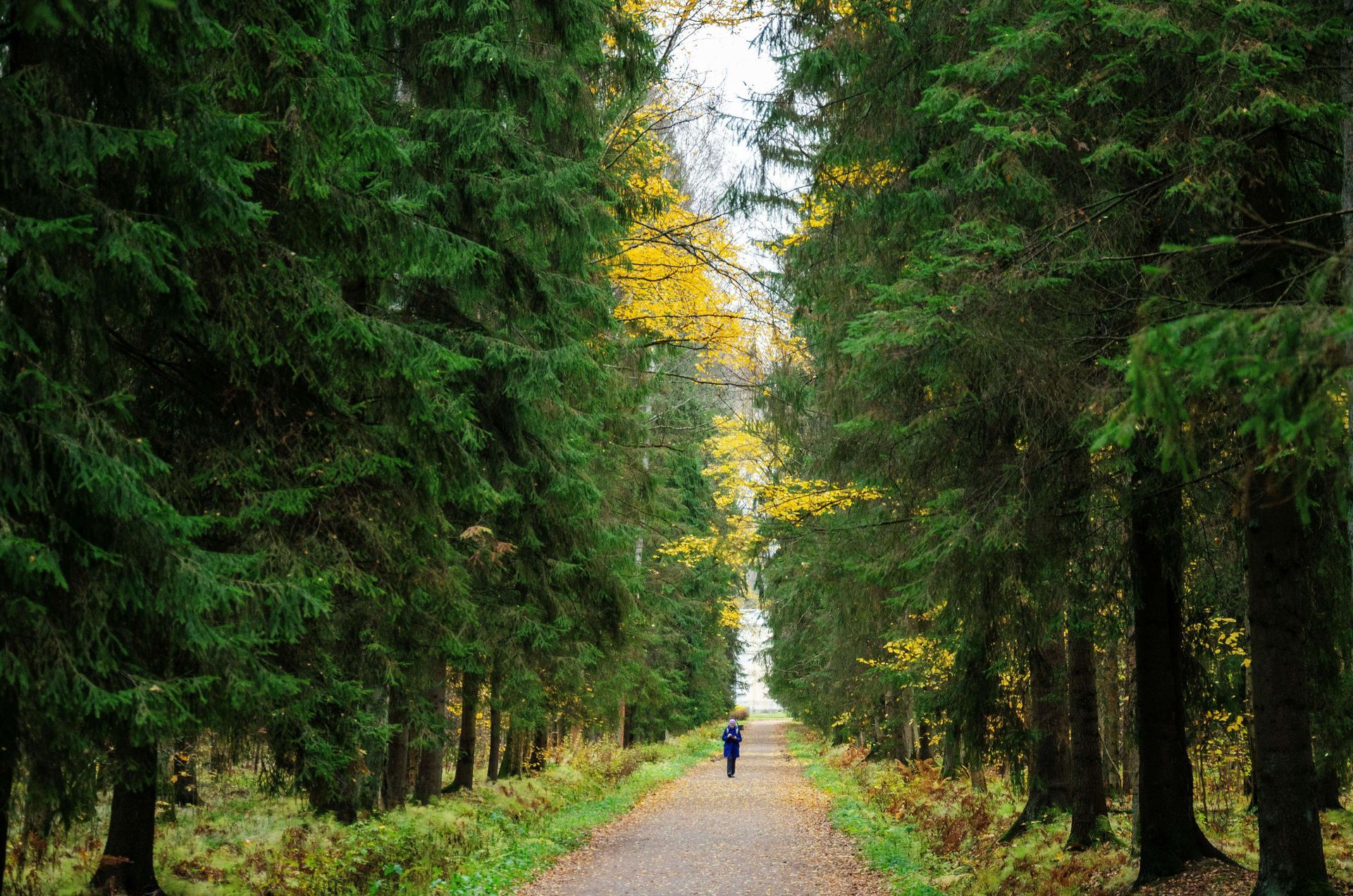 trees
