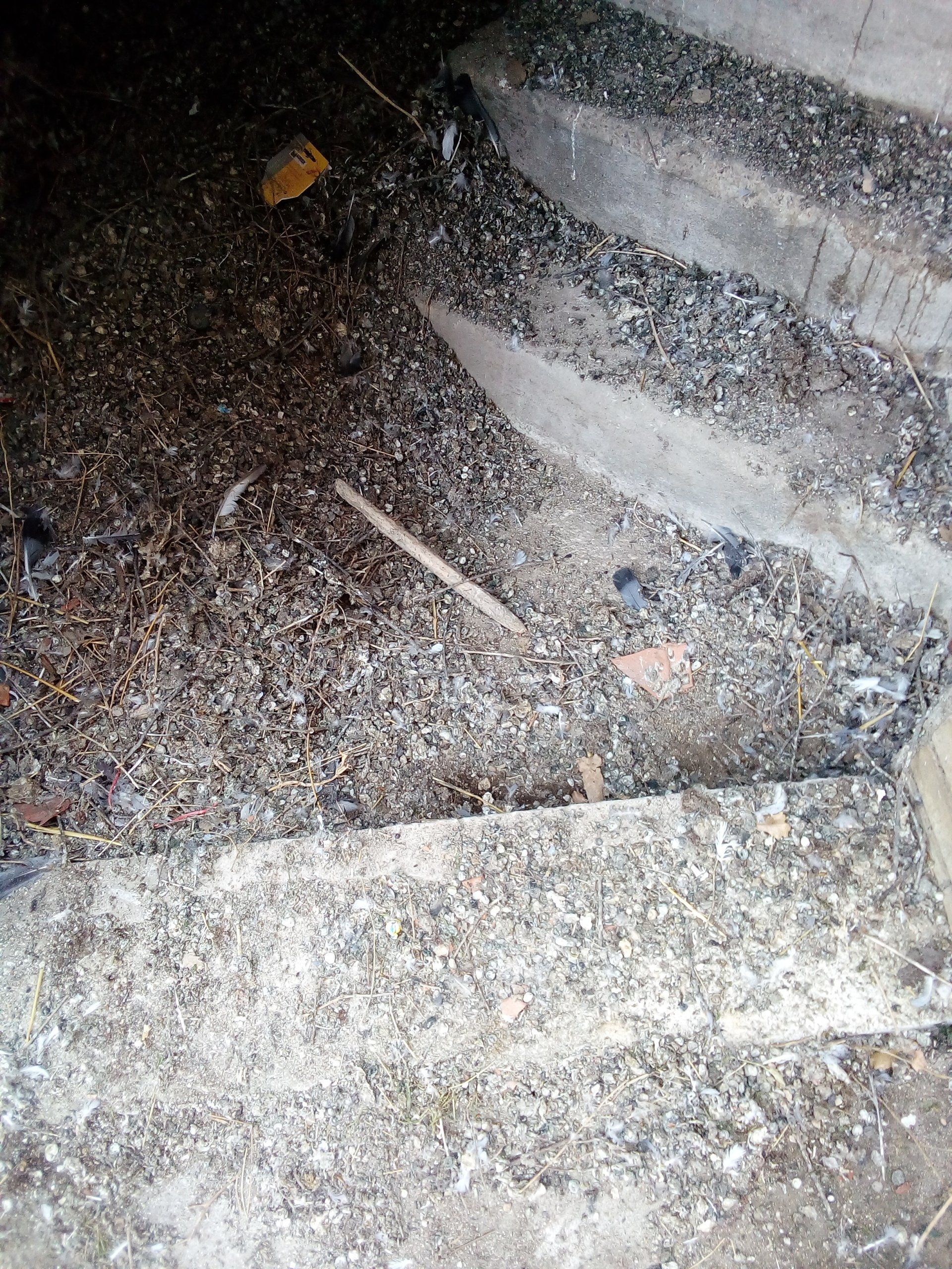 smaltimento guano piccioni