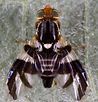 A close up of a fly on a marble surface.