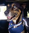 A dog wearing a blue bandana is sitting in the back seat of a car.