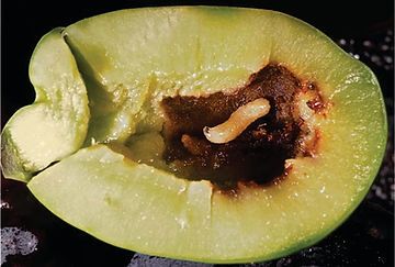 A close up of a green apple with a worm in it.