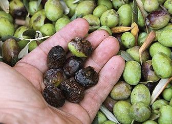 A person is holding a handful of olives in their hand.