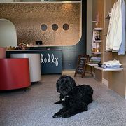 A black curly-coated dog lies on a speckled floor inside a modern boutique with a gold-textured wall and clothing racks.