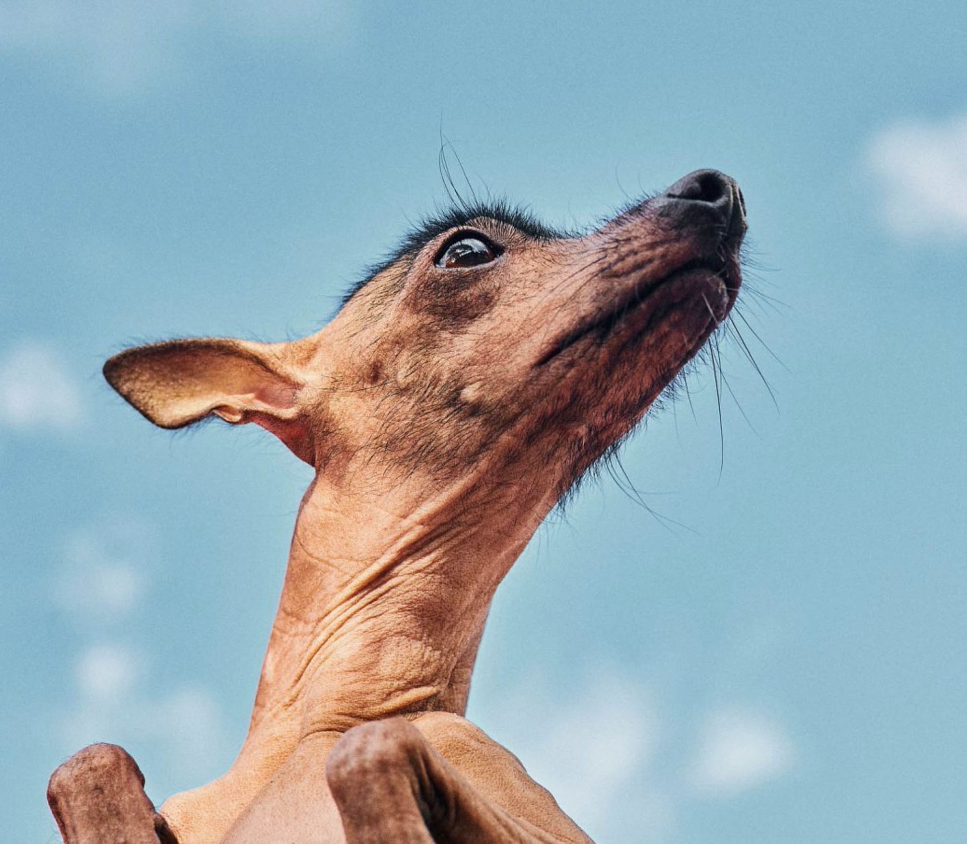 Nachhunde