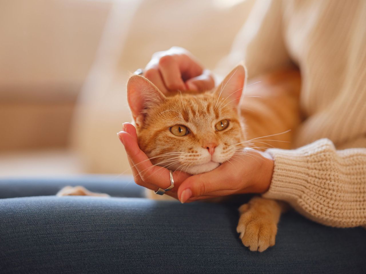 Orange tabby cat being gently petted on a lap indoors