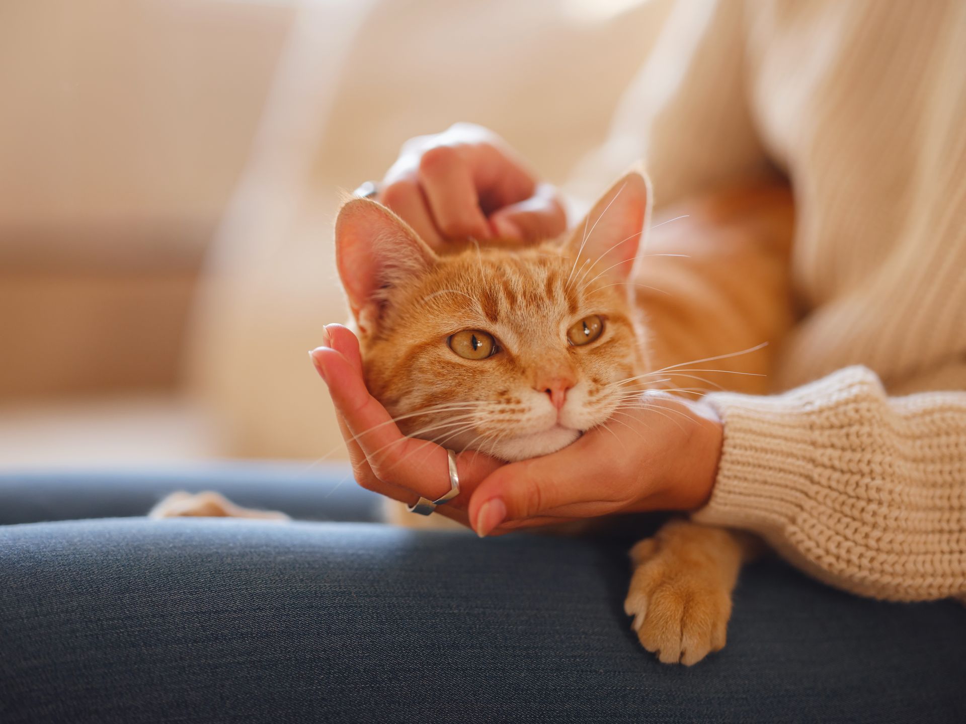 Orange tabby cat being gently petted on a lap indoors