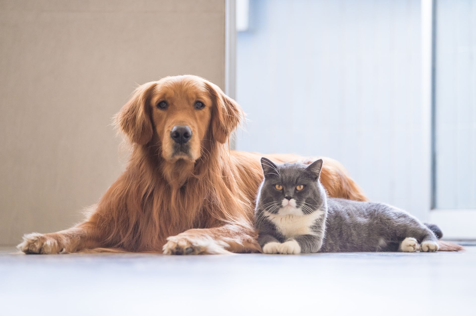 Golden retriever lying beside a gray-and-white cat on a bright floor indoors