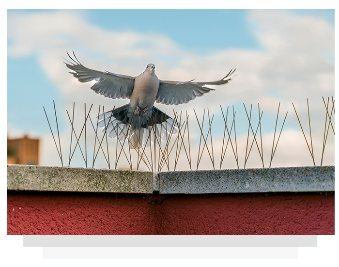 bird spikes on wall