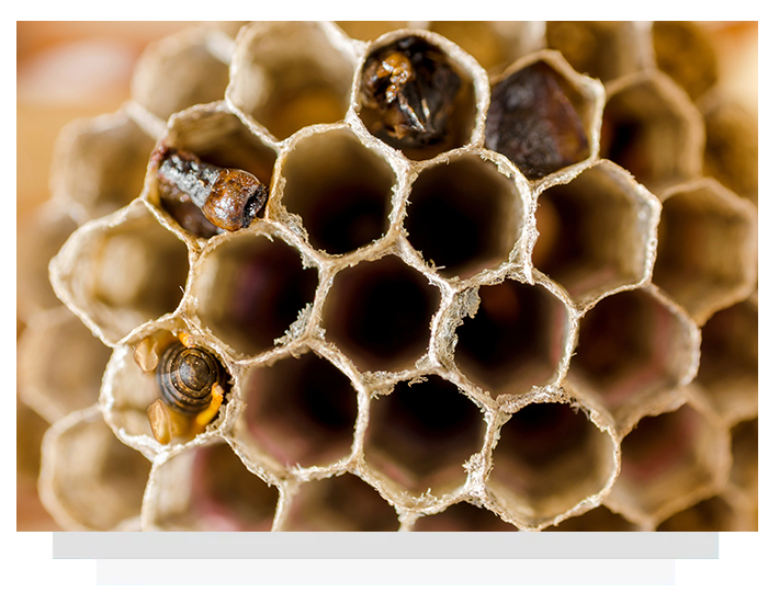A close up of a wasp nest with a wasp in it.