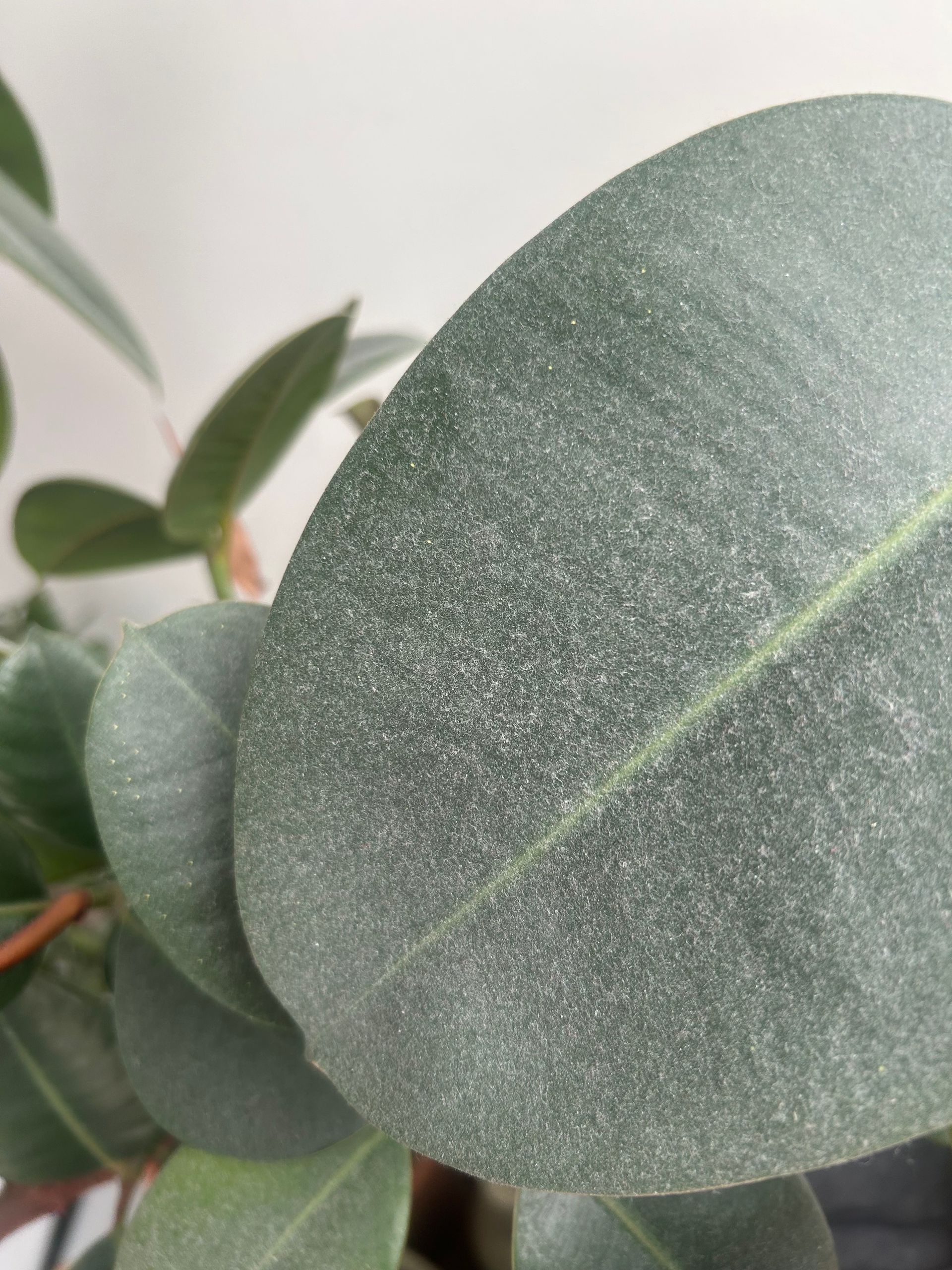Photo of a dusty Ficus Elastica leaf