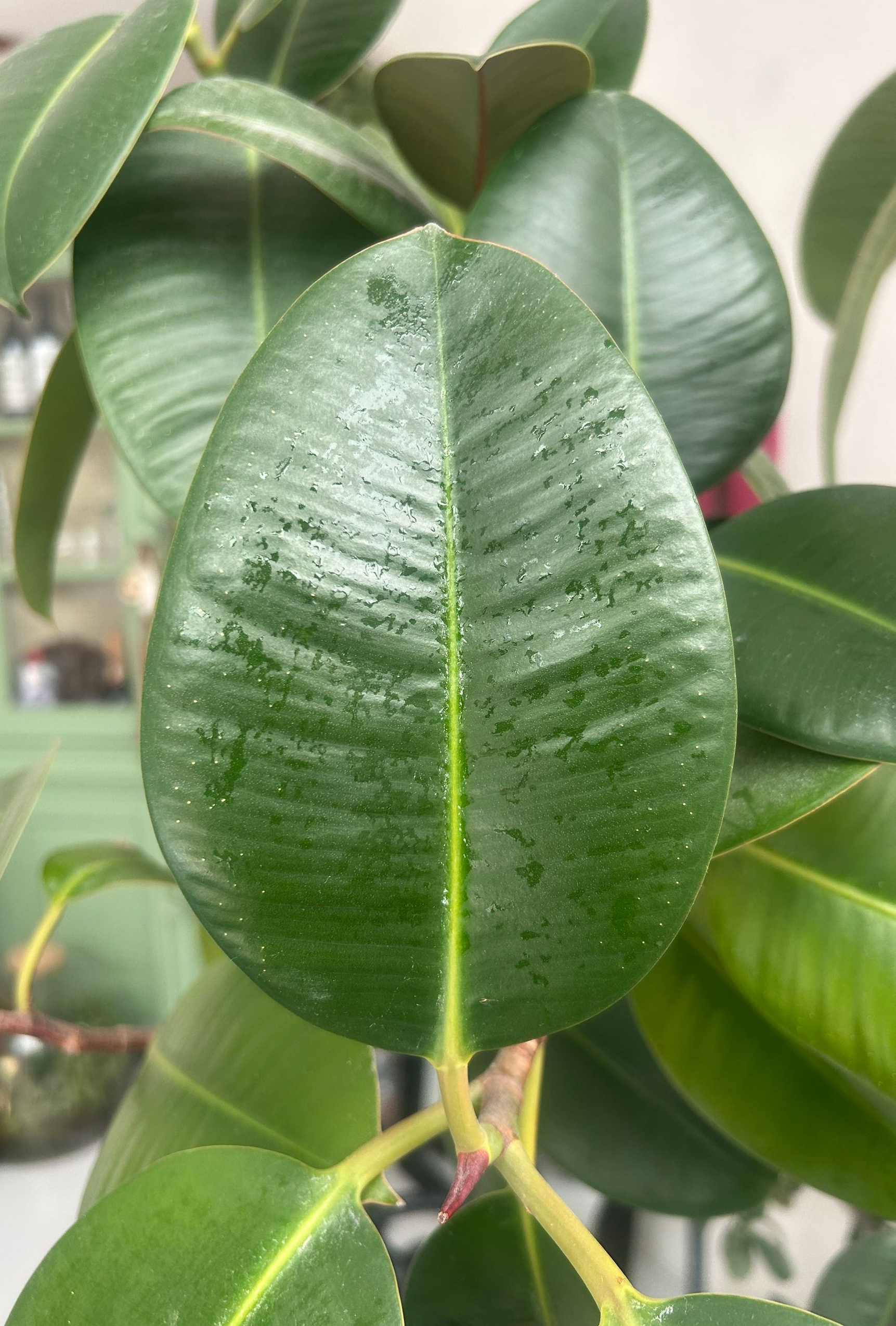 Photo of a clean, slightly wet leaf of a Ficus Elastica