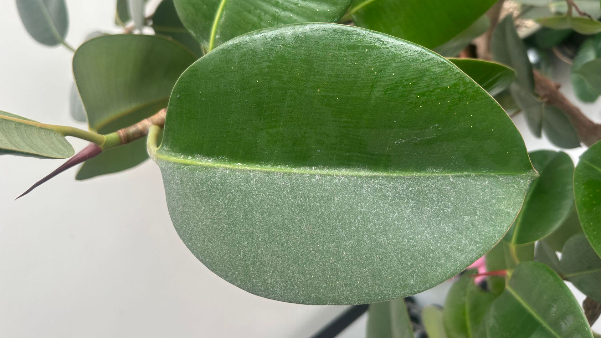 Photo of a dusty ficus elastica leaf