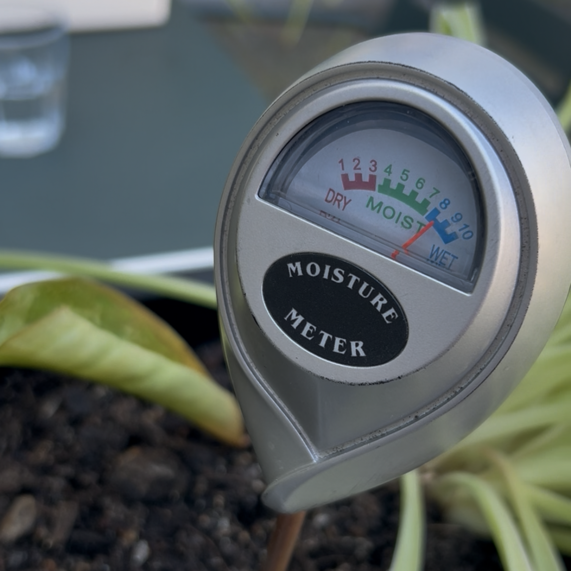 A still from a video showing a large rootball of a chlorophytum or spiderplant.
