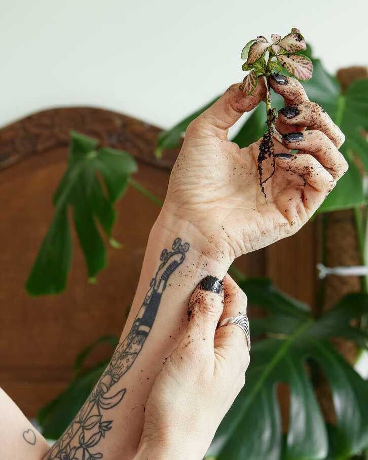 A woman with a tattoo on her arm is holding a plant.