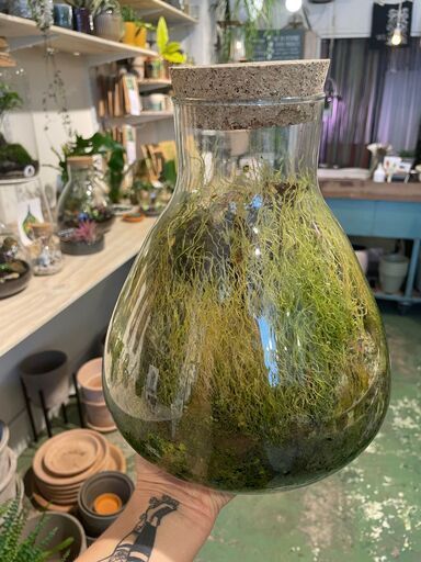Someone with tattoos holding a terrarium, which is overgrown with moss in a setting of a store