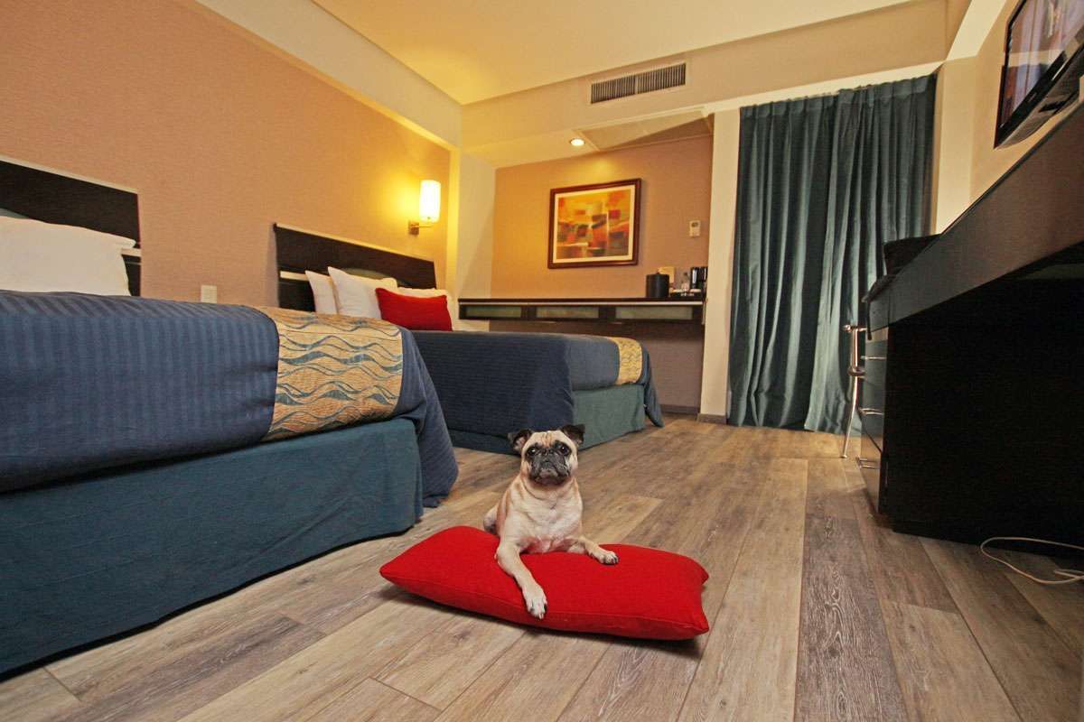 Un perrito sentado sobre un cojín rojo en una habitación de hotel con cama y cortinas azules.
