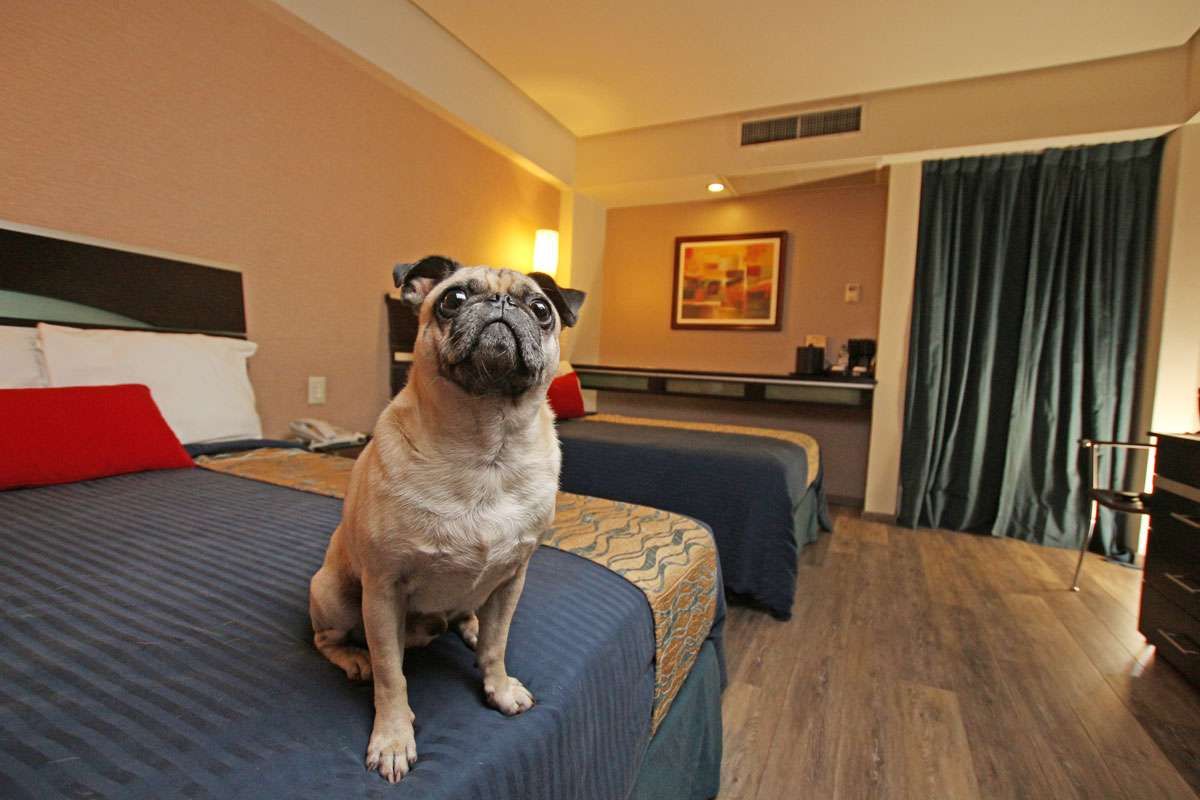 Un carlino sentado en una cama en una habitación de hotel con iluminación cálida y una cortina en la ventana.