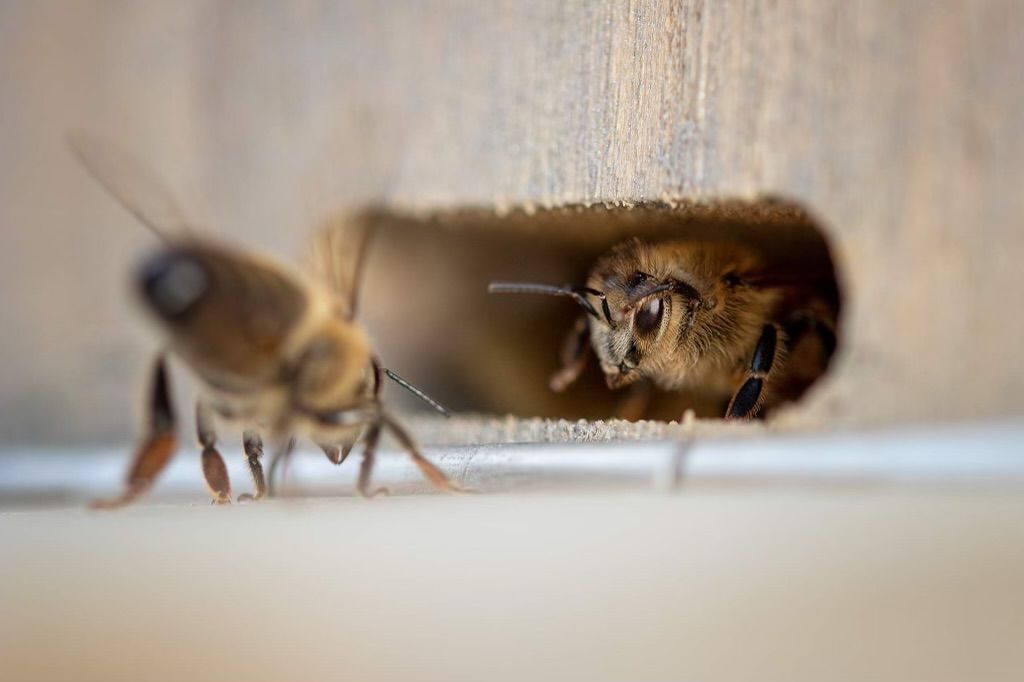 Aus dem Bienenstock
