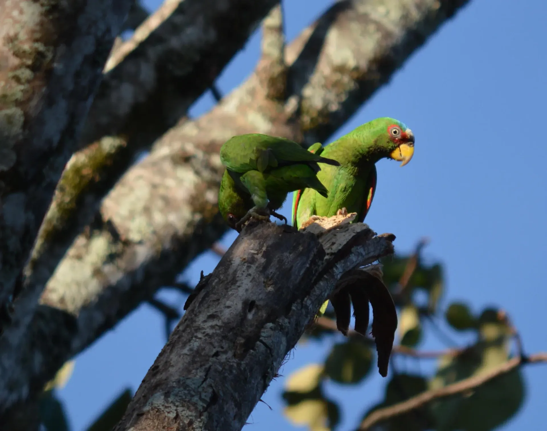 Dos loros verdes posados en la rama de un árbol contra un cielo azul