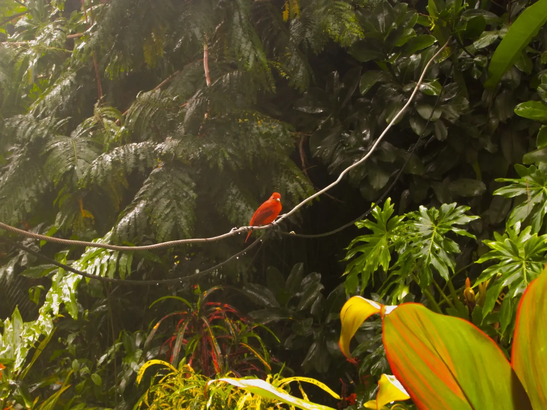 Un pequeño pájaro rojo se posaba en una rama en un frondoso bosque tropical.