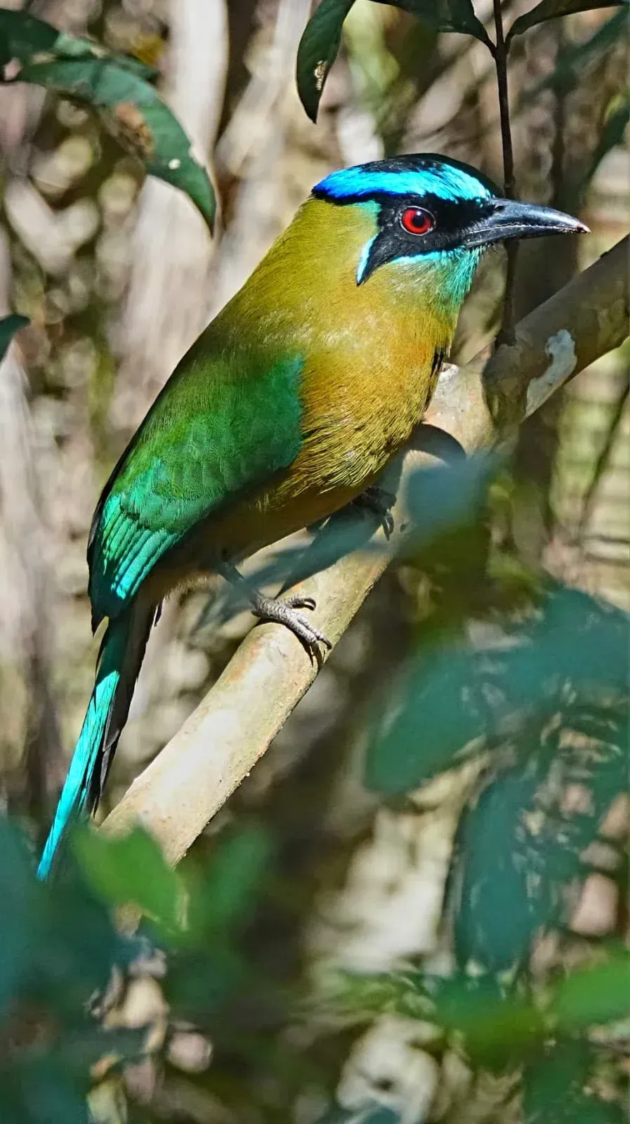 Un pájaro de colores verde y amarillo, con la cabeza azul y una franja roja alrededor del ojo, estaba posado.