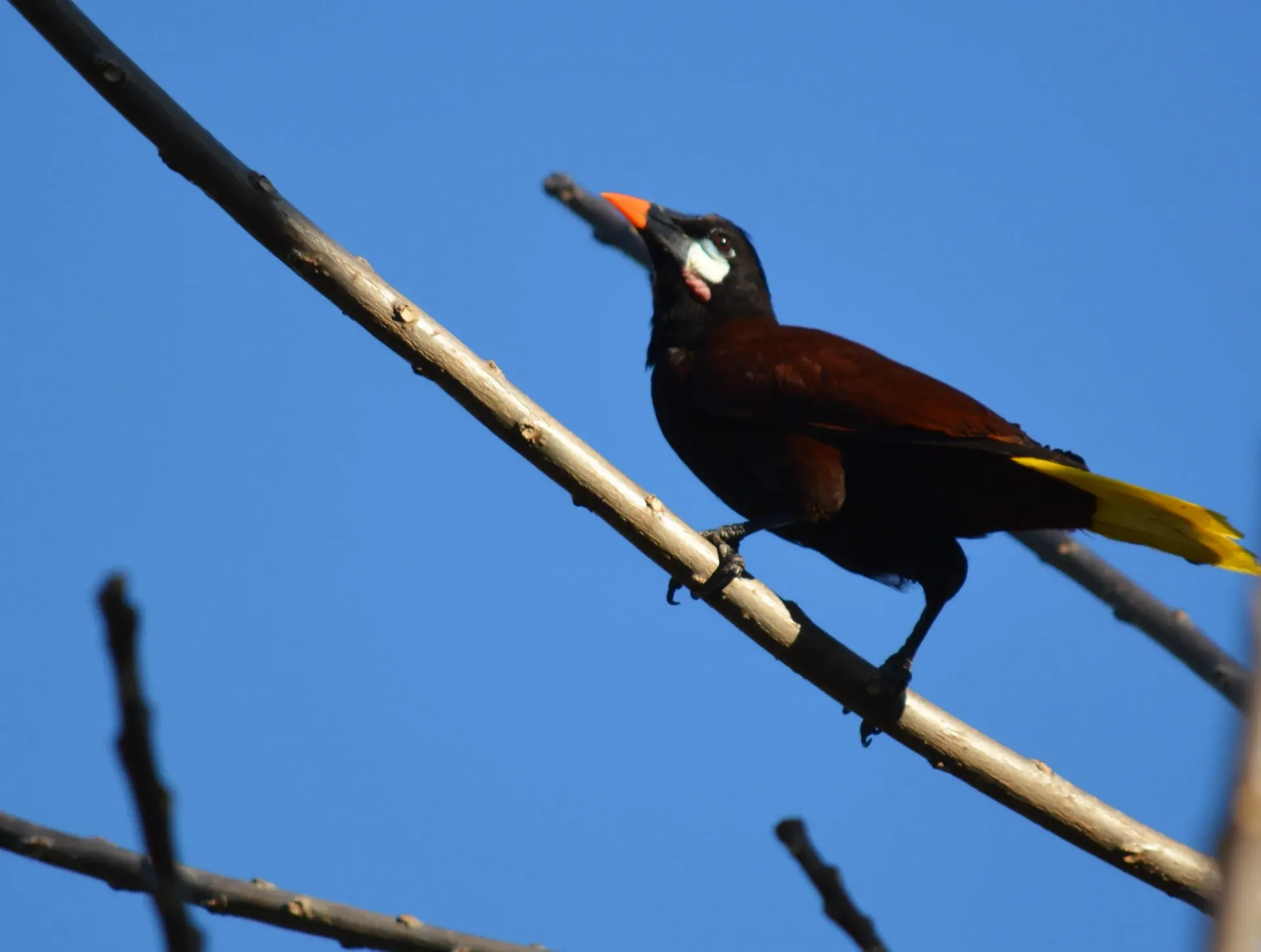 Un pájaro oscuro, posado en una rama contra un cielo azul, con cola amarilla y pico rojo.