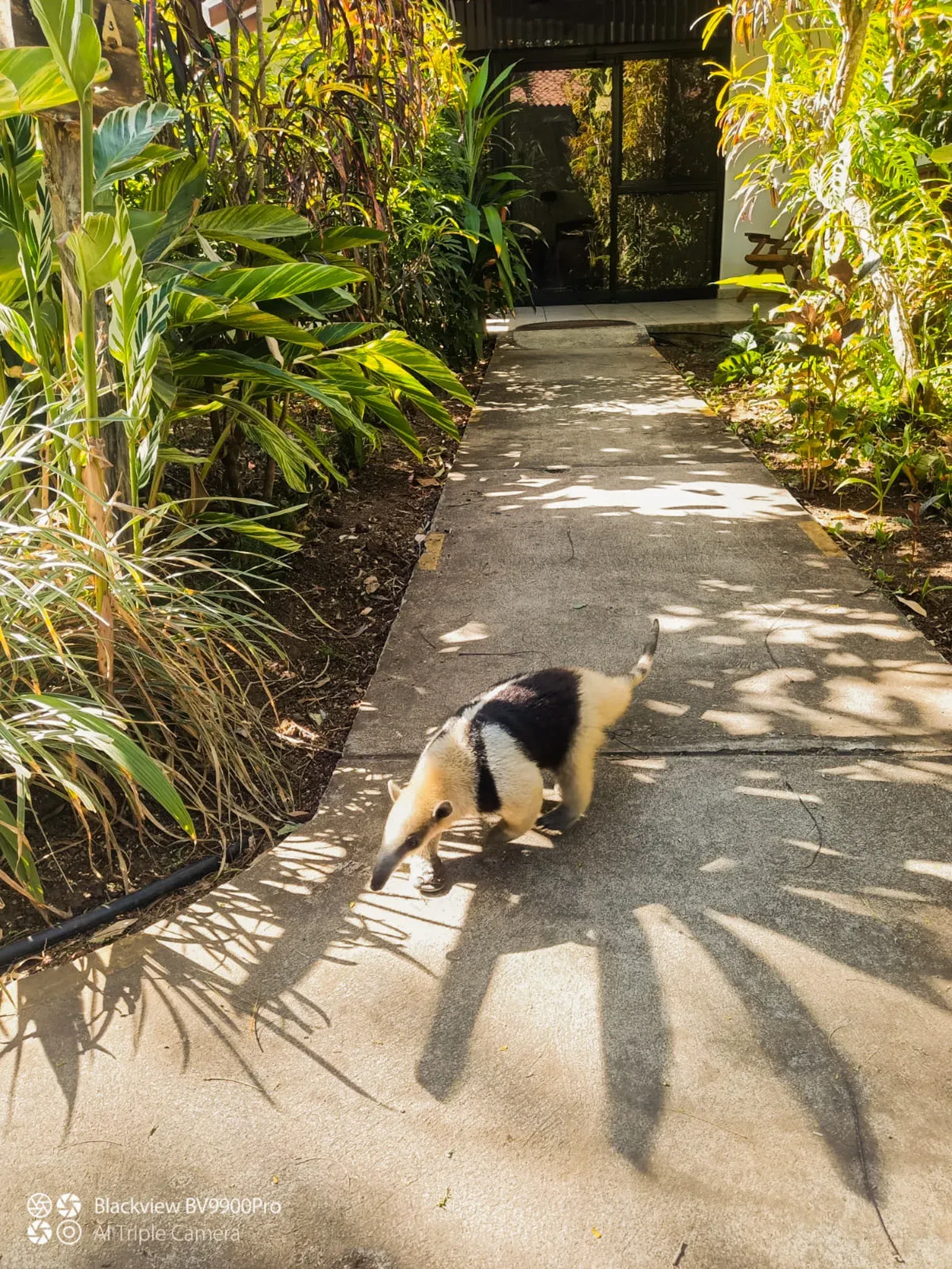 Un gato blanco y negro olfatea un sendero soleado en un jardín bordeado de exuberantes plantas tropicales.