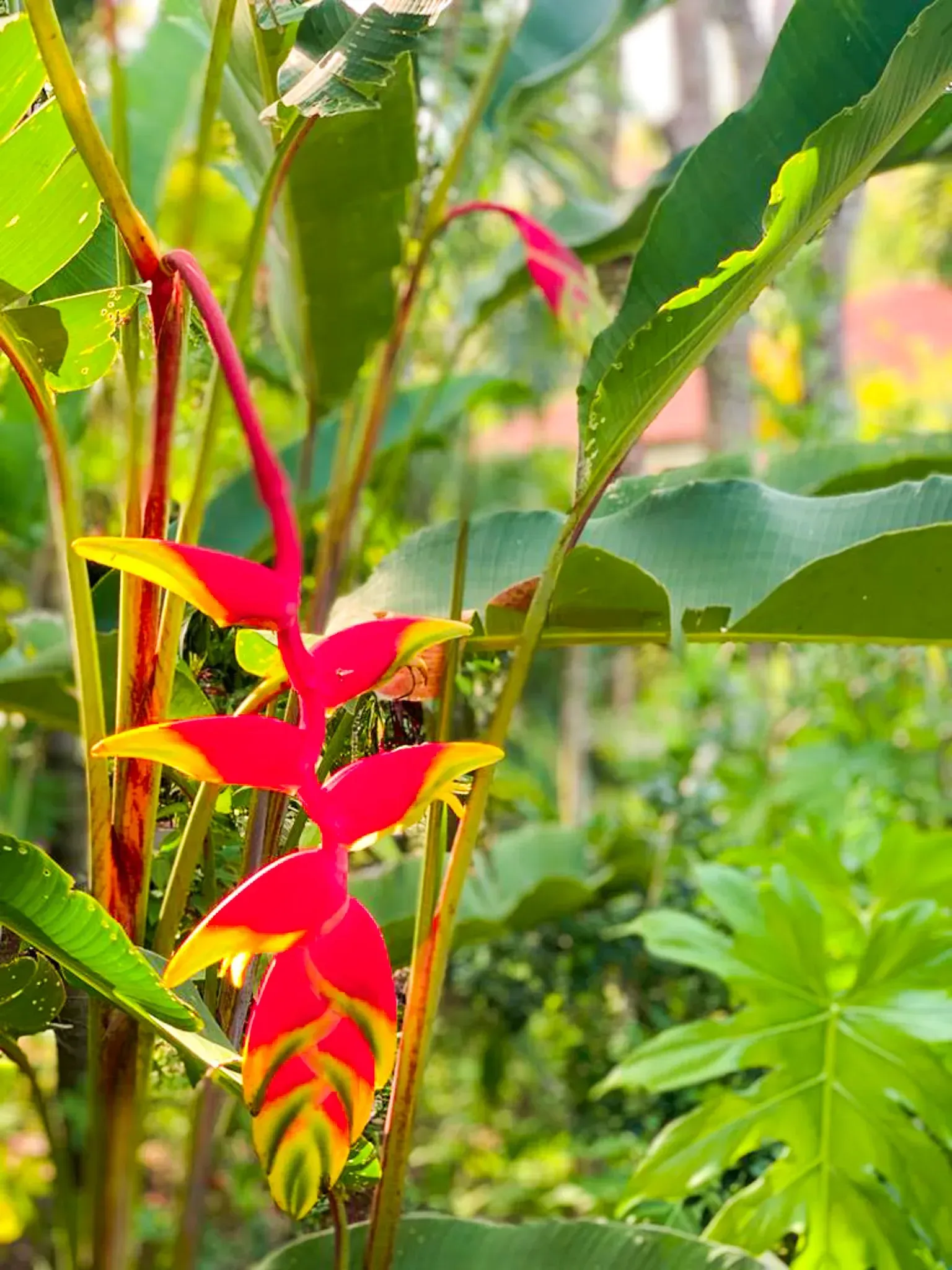 Una flor tropical roja y amarilla cuelga entre hojas verdes en un jardín soleado.