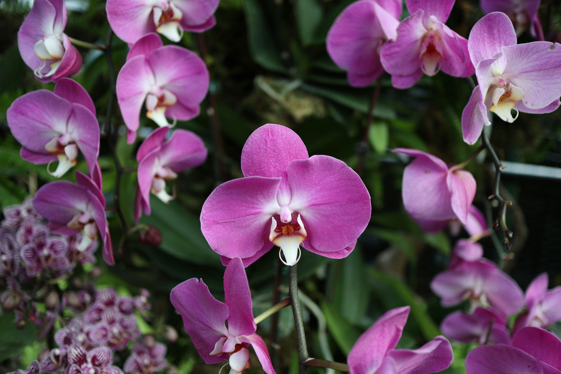 Las orquídeas rosadas florecen en un exuberante racimo, con una flor prominente en el centro.
