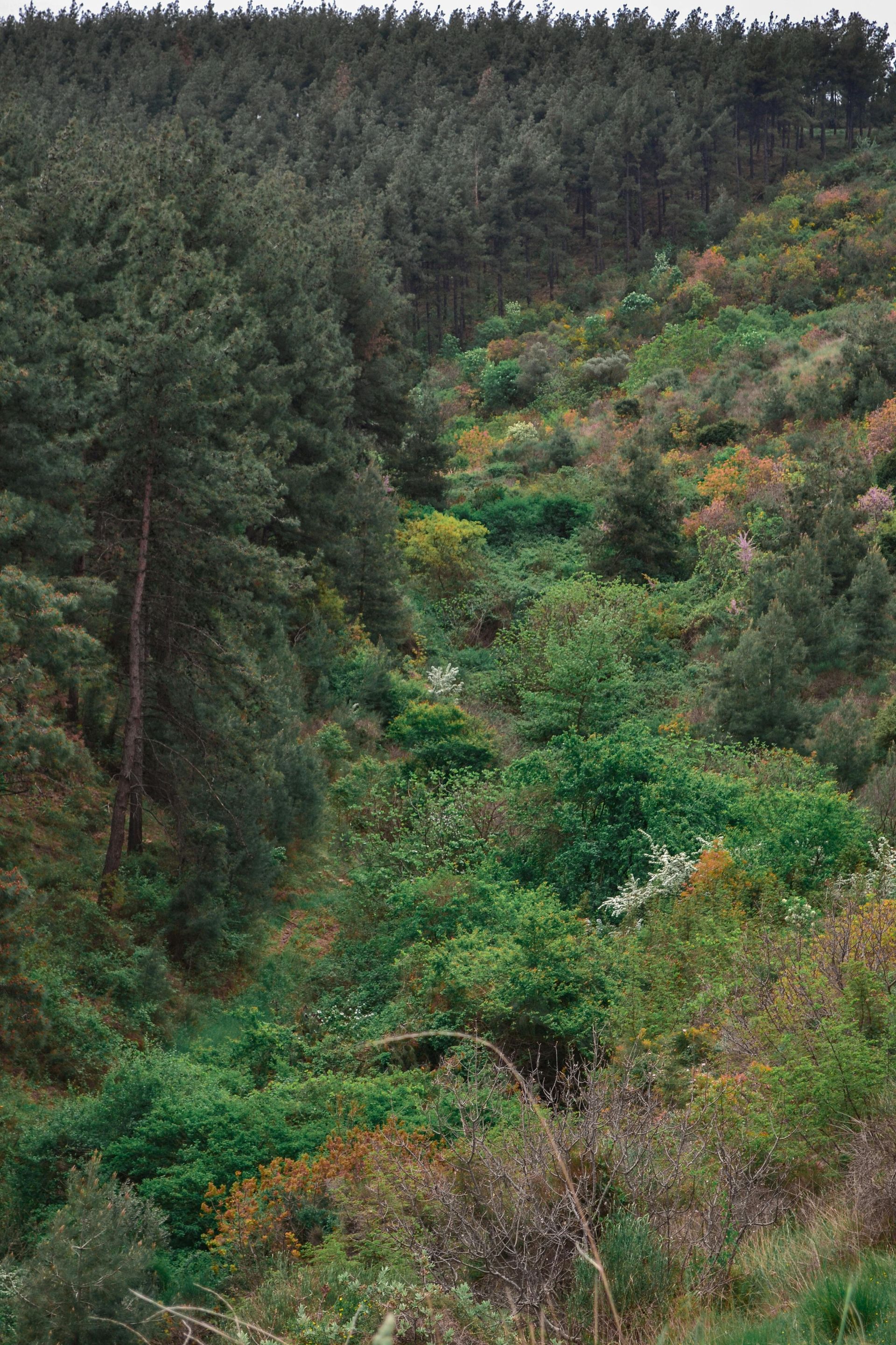 Ladera boscosa de un verde denso con un claro estrecho y manchas de follaje marrón anaranjado.