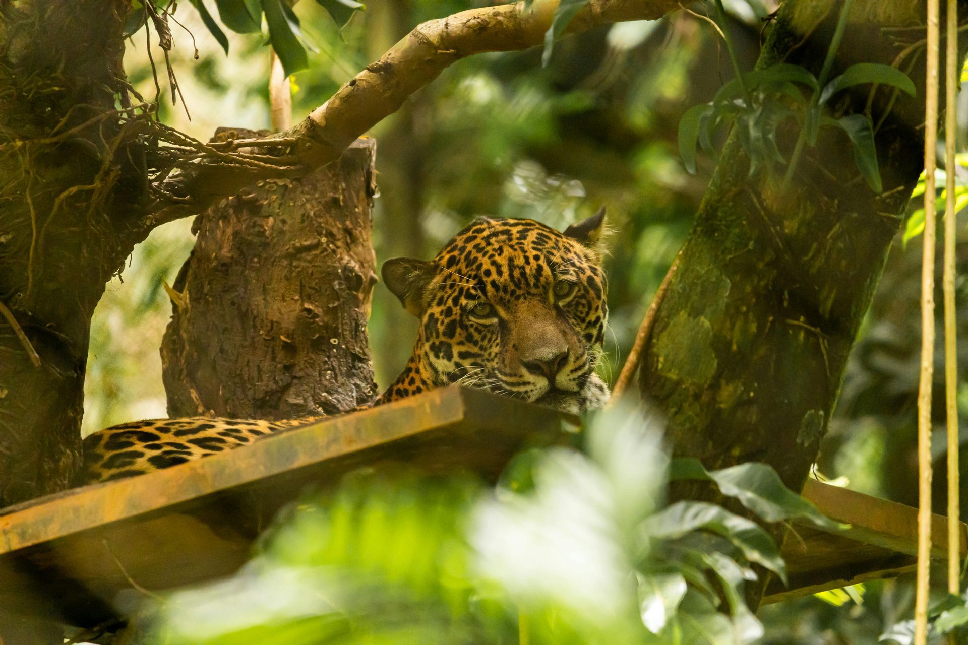 Leopardo descansando sobre una plataforma de madera en un recinto de selva exuberante.
