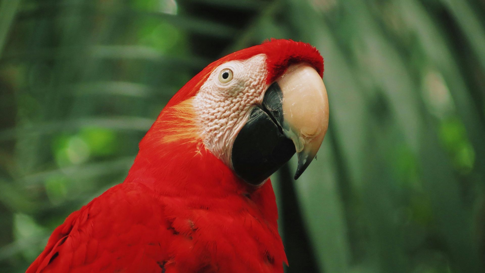 Guacamayo rojo con plumas de color rojo brillante y pico negro sobre un fondo verde frondoso.