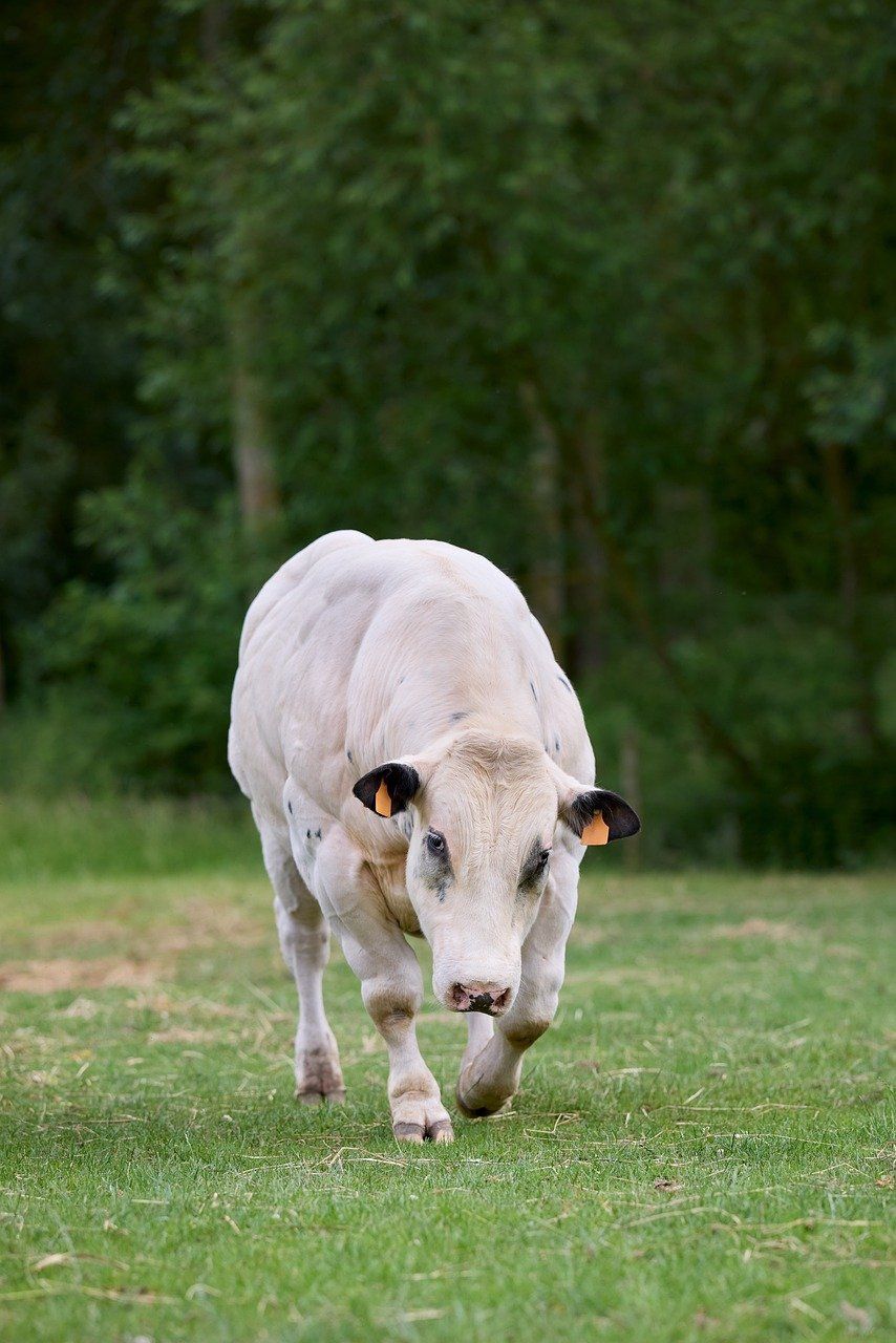 Qurbani Portion
