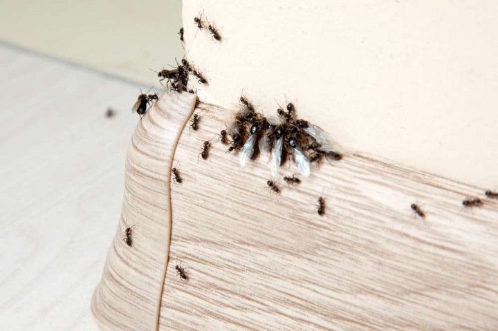 Black ants swarming on a corner baseboard, near a light-colored wall. Some are gathered around a white substance.