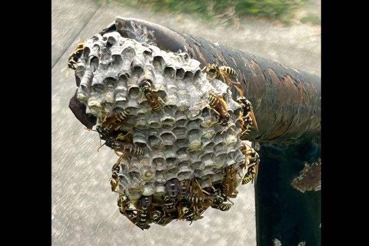 Wasp nest attached to a metal pole, surrounded by many wasps. Gray and tan nest with hexagonal cells.