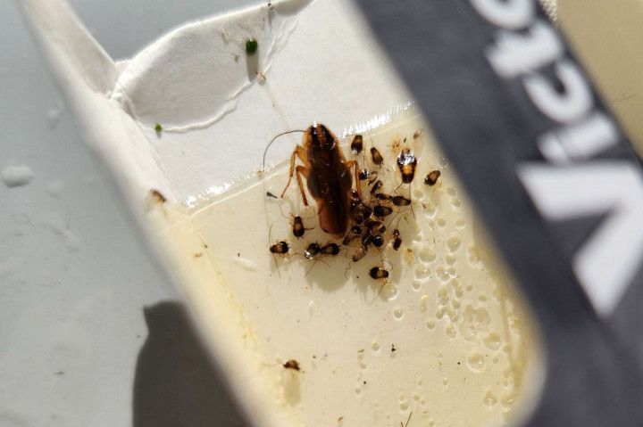 Cockroach and small bugs trapped on a sticky glue trap.