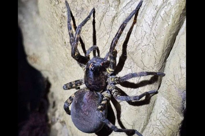 Wolf spider with large abdomen on a textured surface. Brown and gray coloration, multiple long legs.